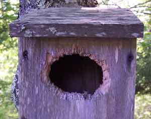 Widened hole on bluebird box