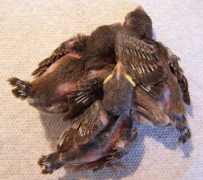 House Sparrow nestlings. Photo by Bet Zimmerman.