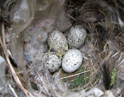 House Sparrow Eggs. Photo by Bet Zimmerman.