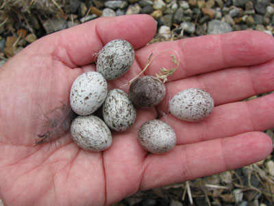 House Sparrow Eggs. Photo by Bet Zimmerman