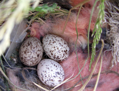 House Sparrow Eggs. Photo by Bet ZImmerman.