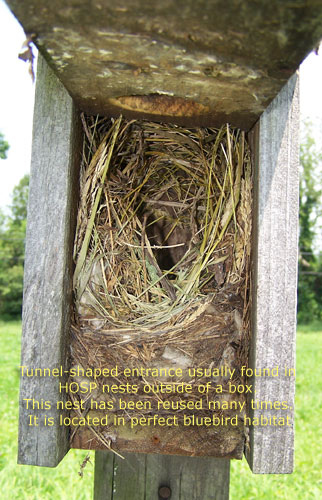 House Sparrow Nest. Photo by EA Zimmerman