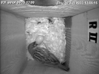 Webcam captures a HOSP attacking a pecan it believes is a bluebird egg. Photo by John C.