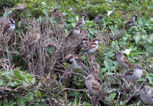 HOSP flock. Photo by Bet Zimmerman