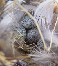 House Sparrow eggs. Photo by Bet Zimmerman.