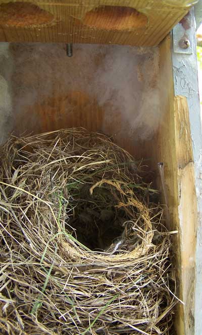 HOSP nest. Photo by Bet Zimmerman.