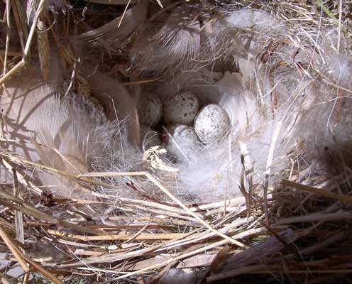 HOSP nest.  Photo by Bet Zimmerman.