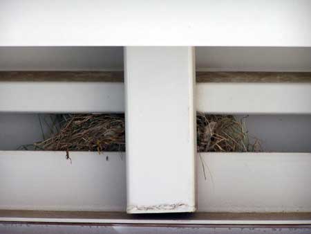 Photo of HOSP nesting in carport. Photo by E. Zimmerman