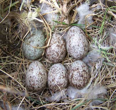 house Sparrow Eggs. Photo by Bet Zimmerman.