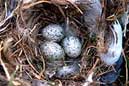 House Sparrow nest