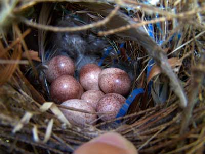 House Wren eggs. Photo by Bet Zimmerman.