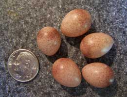 House Wrens eggs. Notice gloss.  One in upper left corner is smaller than others. Photo by E Zimmerman.