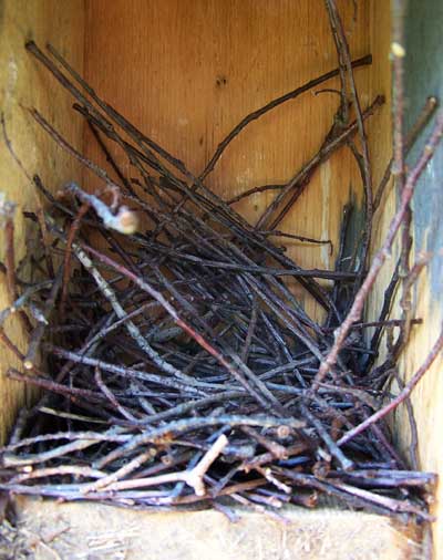 HOWR Dummy Nest. Photo by E.A. Zimmerman.