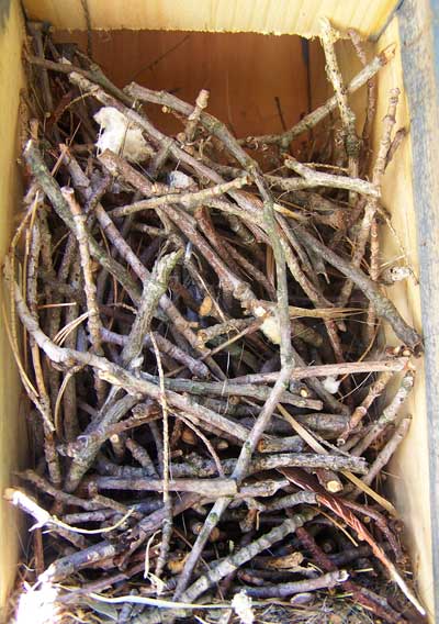 House Wren nest. Photo by Bet Zimmerman.