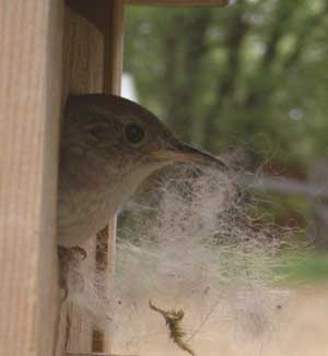 House Wren removing chickadee nest from box. Photo by Bet Zimmerman