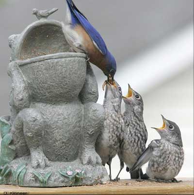 Dave Kinneer photo of male EABL with fledglings.