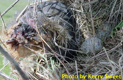 Dead bluebird incorporated into HOSP nest. Photo by K. Sweet.