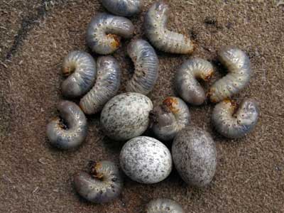 HOSP eggs next to grubs. Photo by Keith Kridler.