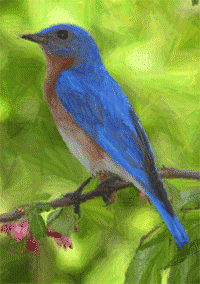 Rendering from Leah Sollidays photo of a male bluebird.