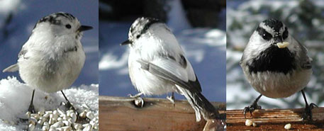 Leucistic Mountain Chickadee. L Violett photo