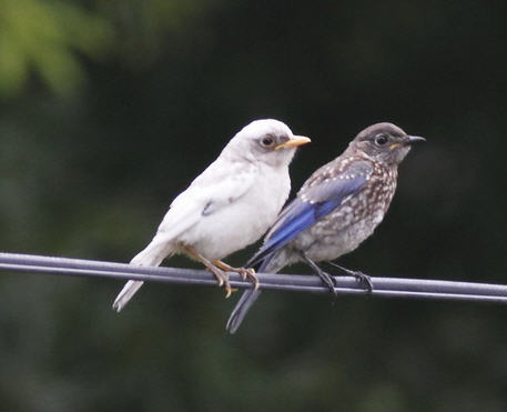 Leucistic bluebird. Photo by Barbara Houston, taken in West Point area of Virginia