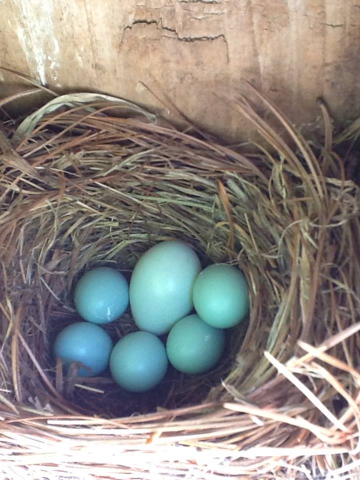 Henke photo large blue egg in bluebird nest