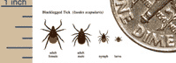 Lyme tick relative to ruler and dime. Drawing from CDC website.