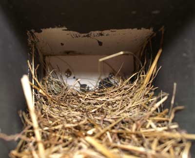Mailbox Bluebird nest. Photo by Rob Barron.
