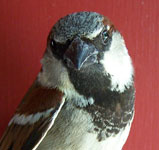 Male House Sparrow. Photo by Bet Zimmerman.