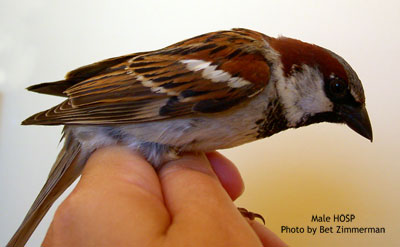 Male House Sparrow. Photo by E. Zimmerman.