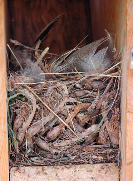 Unusual Tree Swallow Nest. Photo by Shari Kastner.