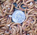 Large mealworms from Reptile Foods relative to quarter. Photo by Bet Zimmerman
