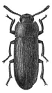 Adult darkling beetle