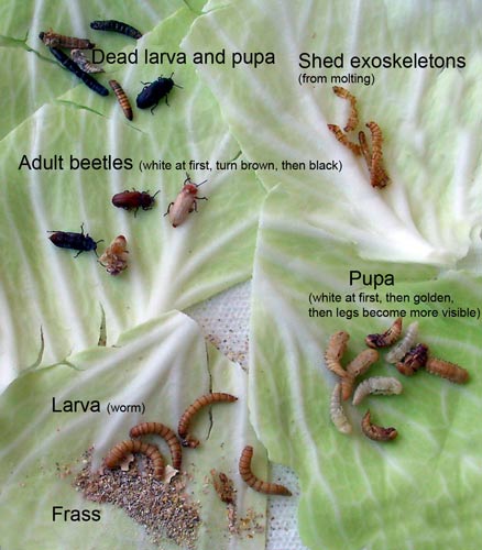 Mealworm stages. Photo by Bet Zimmerman