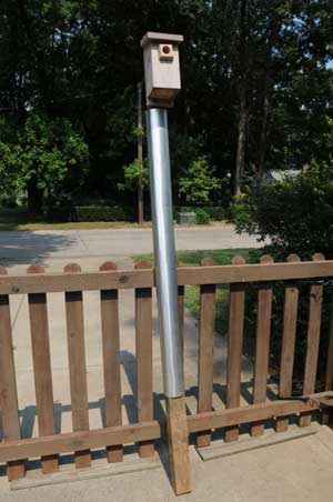 Metal flashing on pole to prevent raccoon raids. Photo by Bob Peak.