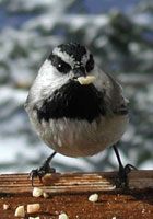 Mountain Chickadee.