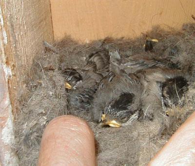 MOCH nestlings.