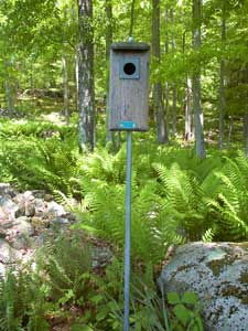 Mouse nest in this box. Photo by Bet Zimmerman