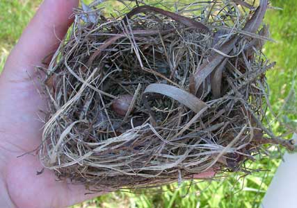 Unusual house wren nest. Photo by Bet Zimmerman