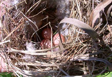 Unusual house wren nest with eggs. Photo by Bet Zimmerman