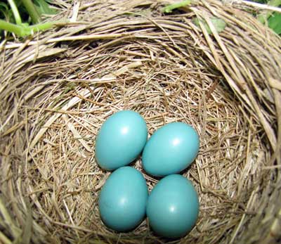 Robin's nest. Photo by Bet Zimmerman.