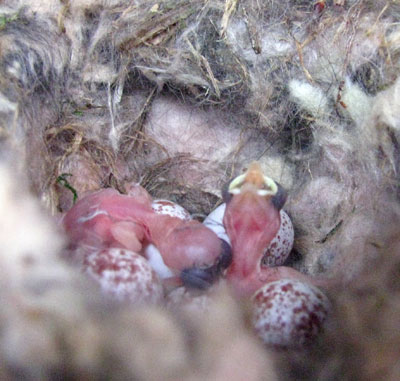 Hatching day. BCCH. Photo by Bet Zimmerman.