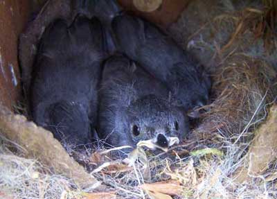 Tufted Titmice nestlings. Photo by Bet Zimmerman.
