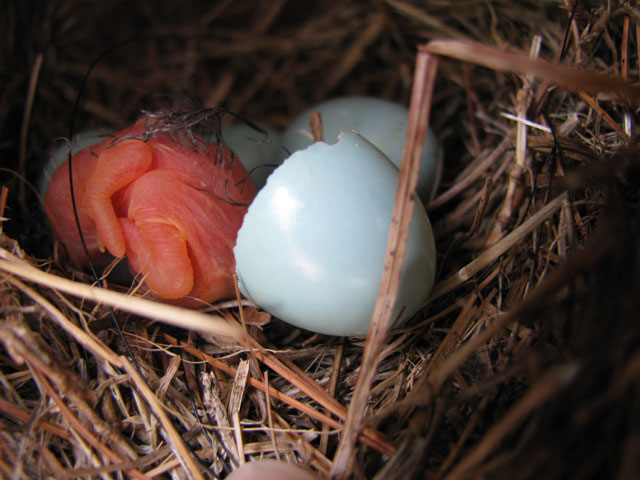 Newborn Bluebird. Photo by Bet Zimmerman.