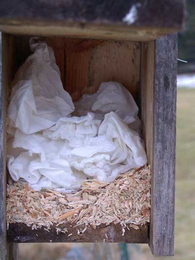 Red Squirrel nest