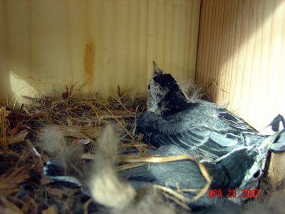 WBNU nestlings. Photo by Paul Murray.