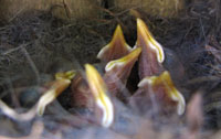 WBNU nestlings. Photo by Bet Zimmerman.
