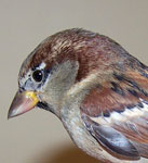 House Sparrow head beak