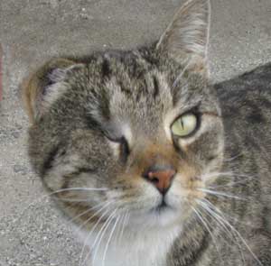 Outdoor cat. Photo by Bet Zimmerman.