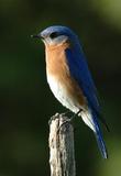 Bluebird. Photo by Wendell Long